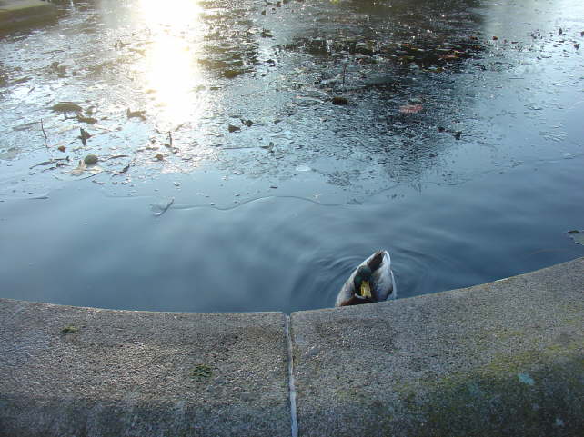 pictures 001