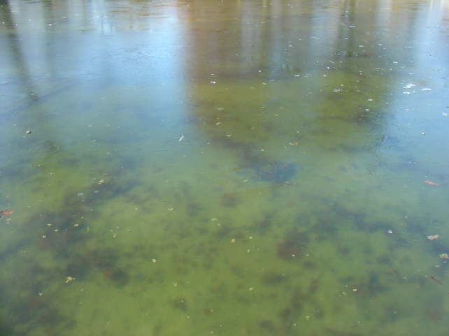 pictures 012