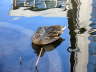 pictures 026