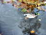 pictures 257