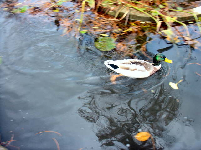 pictures 257