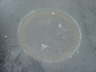 spot-13