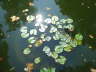spot-4