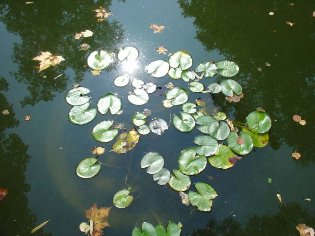 spot-4